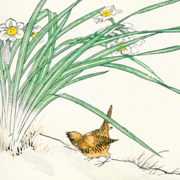 Japanese Wren and Daffodil